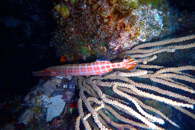 Private Sunset Charter + Guided Night Snorkeling in St Thomas - Why this St. Thomas evening feels different