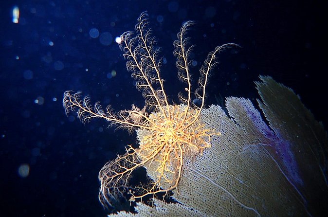 Private Sunset Charter + Guided Night Snorkeling in St Thomas - Timing and practical planning for your evening