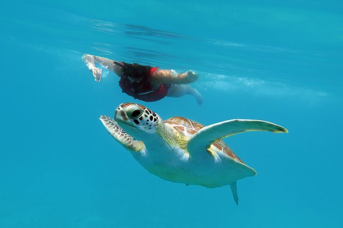 Reef and Turtle Adventure - Kayak and Snorkel Tour - What the $159 price buys you in St. Thomas