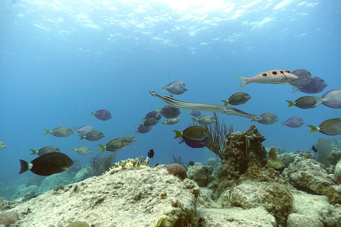 Reef and Turtle Adventure - Kayak and Snorkel Tour - The calmer bay and sea turtle habitat
