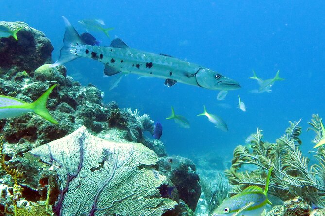 Reef and Turtle Adventure - Kayak and Snorkel Tour - A picnic break that keeps the day moving