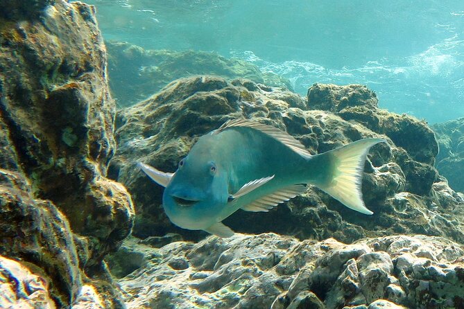 Reef and Turtle Adventure - Kayak and Snorkel Tour - How physically demanding is this tour?
