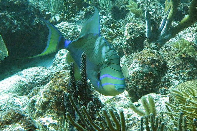 Reef and Turtle Adventure - Kayak and Snorkel Tour - Who will enjoy Reef and Turtle Adventure most?