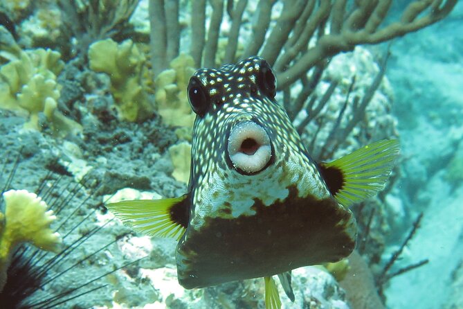 Reef and Turtle Adventure - Kayak and Snorkel Tour - Starting at Emerald Beach Resort at 9:30 a.m.