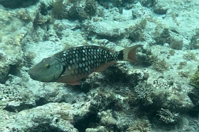 Sail and Snorkel Private Charter - Mid-Day Sail 1230pm to Sunset - Drinks, Snacks, and the Open-Bar Feel