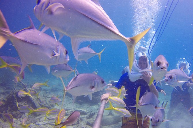 Sea Trek Helmet Dive at Coral World Ocean Park - How Long Does Sea Trek Really Last?