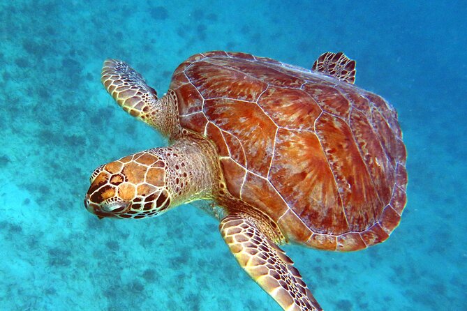 Small Group Sea Turtle Tour (Guaranteed to see turtles) - A Two-Hour Turtle Search From the Beach