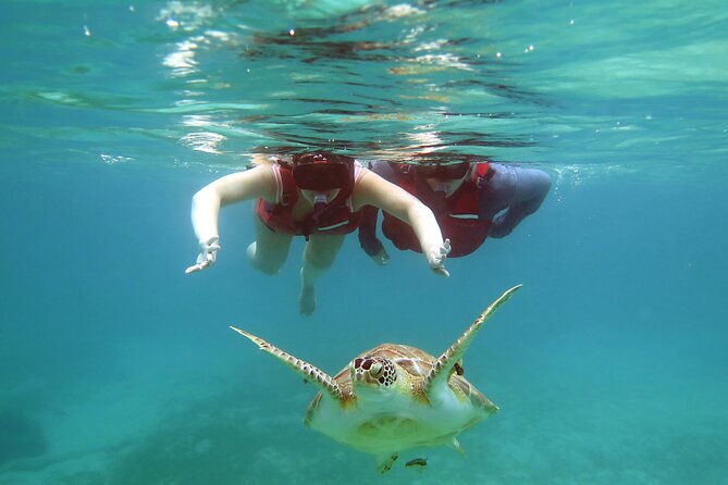 Small Group Sea Turtle Tour (Guaranteed to see turtles) - Equipment, Chairs, Water, and Photos