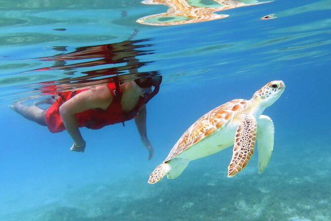Small Group Sea Turtle Tour (Guaranteed to see turtles) - The Real Price: $89 Plus the Practical Extras