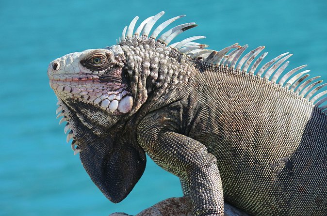 Small Group Sea Turtle Tour (Guaranteed to see turtles) - Who Should Book This St. Thomas Snorkel