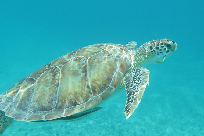 Small Group Sea Turtle Tour (Guaranteed to see turtles) - The Turtle Guarantee, With Wild Animals Still Being Wild
