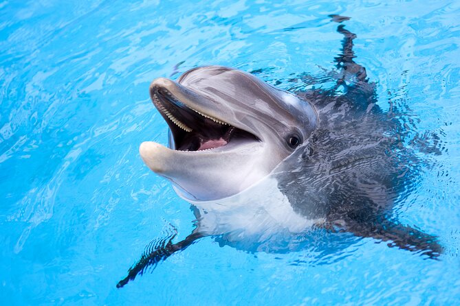 Snorkel and Sunset Cruise from Margaritaville Resort - The sunset cruise is the real finale