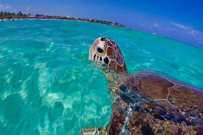 Snorkel St. John Tour from Sapphire and Margaritaville - Key points to know before boarding