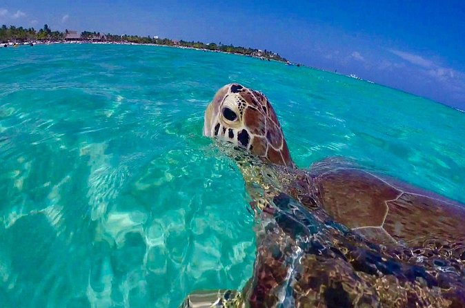 Snorkel St. John Tour from Sapphire and Margaritaville - Lunch, dessert, and the open bar