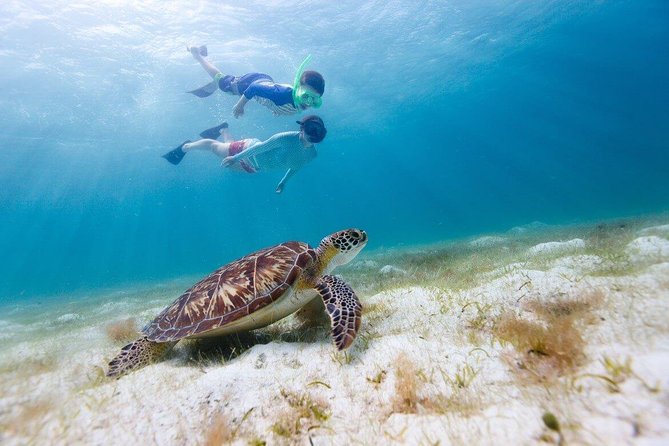 Snorkel & Swim with Turtles. Semi Private Tour to Buck Island & Honeymoon Beach - What the water is like for snorkeling