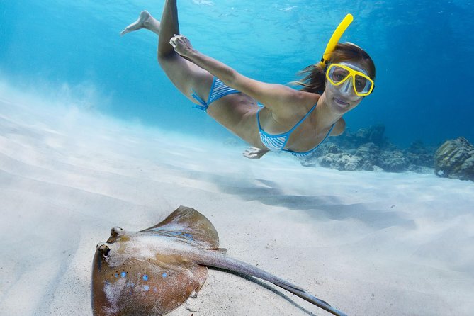 Snorkel & Swim with Turtles. Semi Private Tour to Buck Island & Honeymoon Beach - Turtle Cove and Buck Island: the main wildlife stop