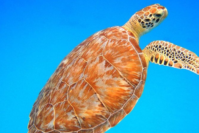 Snorkeling Adventure in St Thomas - Key Points To Know Before You Go