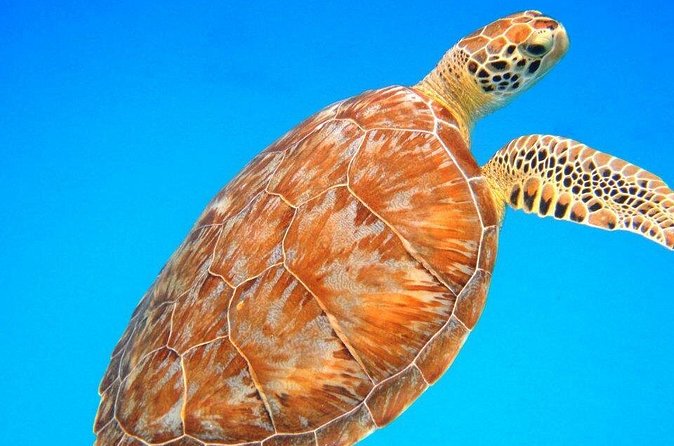 Snorkeling Adventure in St Thomas - Second Stop: A Different View Of St. Thomas Underwater