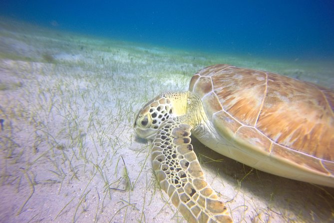 Snorkeling Adventure in St Thomas - Why The Small Group Matters