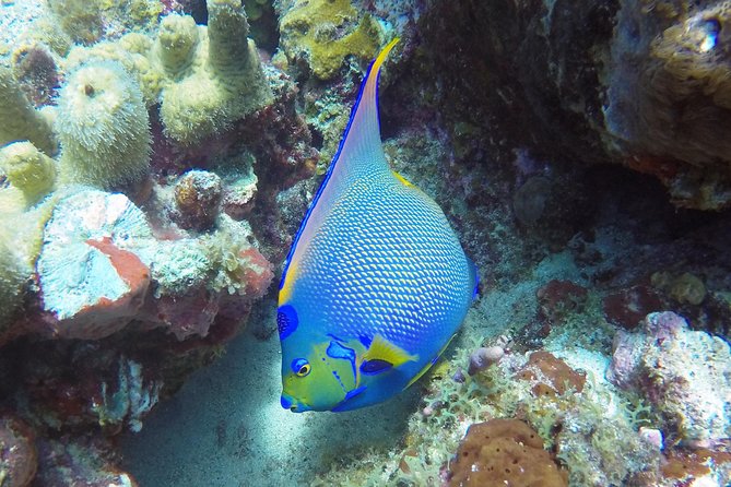 Snorkeling Adventure in St Thomas - The Crew Makes Or Breaks The Afternoon