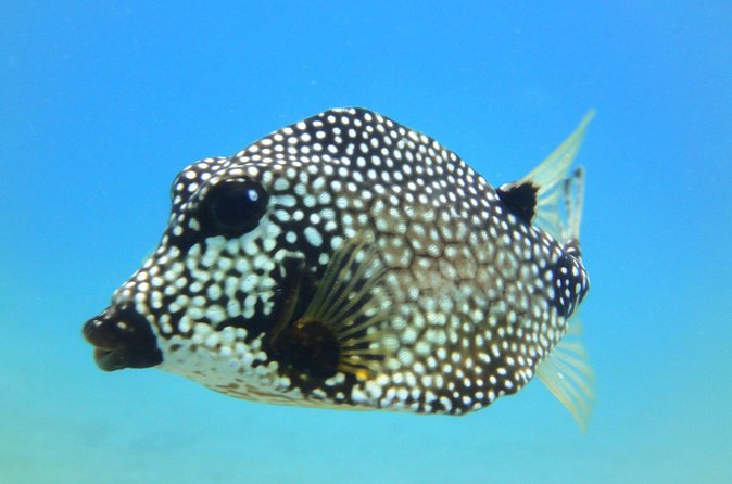 Snorkeling Adventure in St Thomas - Is $129 A Fair Price?
