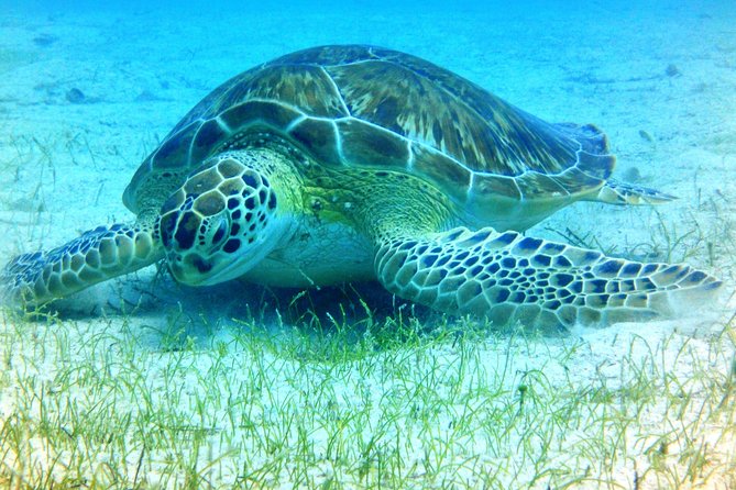 Snorkeling Adventure in St Thomas - First Stop: Turtles, Rays, And Reef Life