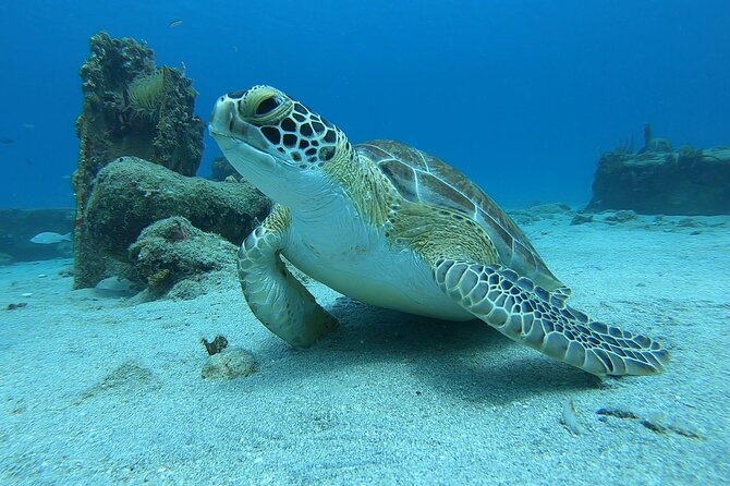 Snorkeling Gear Rental - A rental, not a guided snorkeling tour