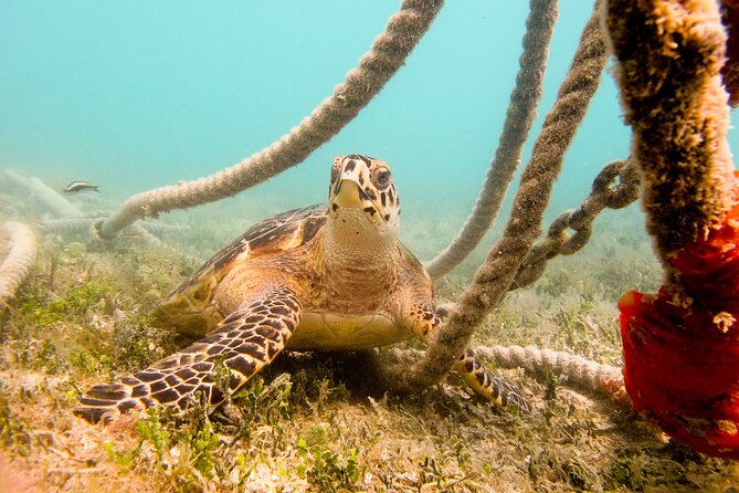 Snorkeling with Sea Turtles at St. Thomas - Why Brewer’s Bay is a good place to learn snorkeling