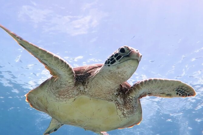 Snorkeling with Sea Turtles at St. Thomas - Group size, meeting point, and practical planning