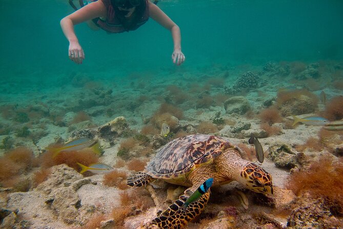 Snorkeling with Sea Turtles at St. Thomas - Looking for turtles over the seagrass