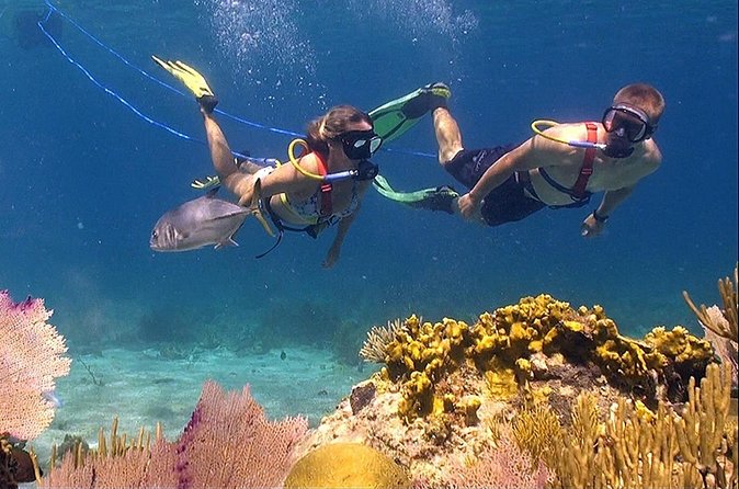 Snuba Adventure at Coral World Ocean Park - Getting There and Building a Half-Day Plan