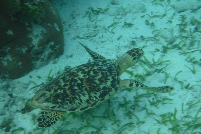 St John & Surrounding Cays - Full-Day Sail/Snorkel, 6 Guests Max - The captains add more than navigation