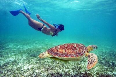 St. Thomas Maho Bay Turtle Snorkel Sail – Ritz-Carlton