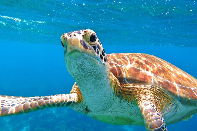 St Thomas Mangrove Lagoon Kayak and Snorkel Tour in the US Virgin Islands - Snorkeling among roots, coral, and lagoon wildlife