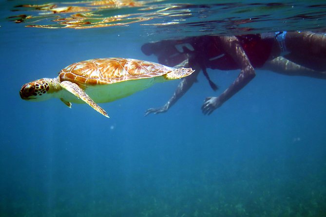 St Thomas Sea Turtle Snorkel Kayak Adventure Tour - Six things to know before you book