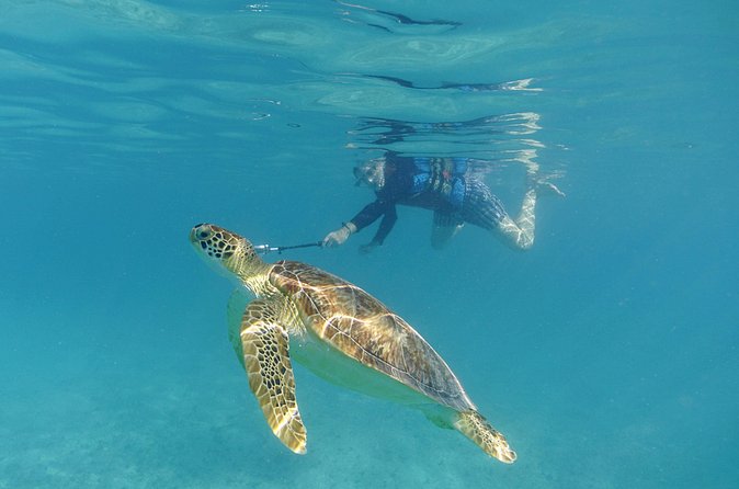 St Thomas Sea Turtle Snorkel Kayak Adventure Tour - Meeting green sea turtles in protected water