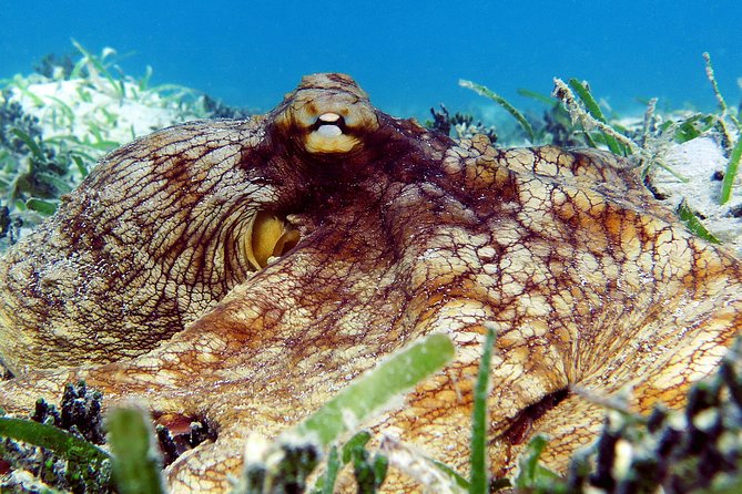 St Thomas Sea Turtle Snorkel Kayak Adventure Tour - A beach lunch with choices, not a mystery meal