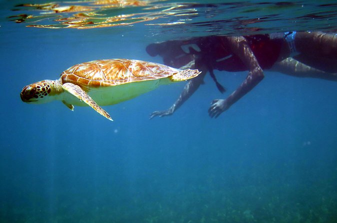 St Thomas Sea Turtle Snorkel Kayak Adventure Tour - Photos and the one detail to confirm