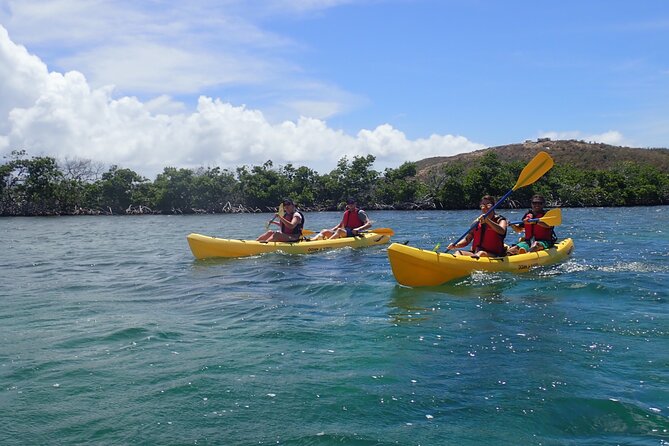St Thomas Shore Excursion: Mangrove Lagoon Kayak and Snorkel Tour - Snorkeling beside mangrove roots and reef