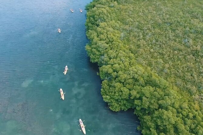 St Thomas Shore Excursion: Mangrove Lagoon Kayak and Snorkel Tour - What the price includes at $119