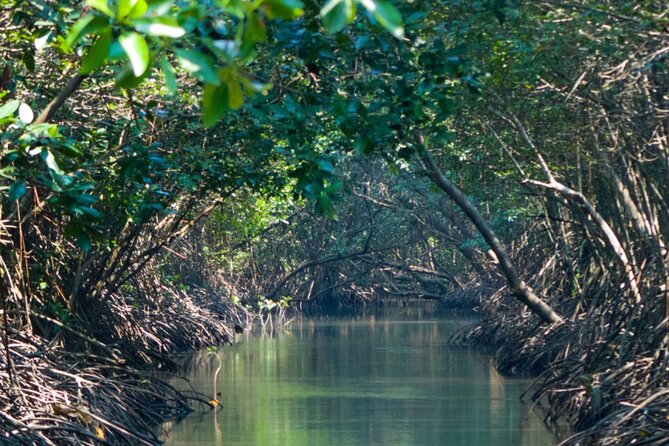 Sunset Kayak Tour in the Mangrove Lagoon, St Thomas - Sunset colors, bird activity, and the return trip