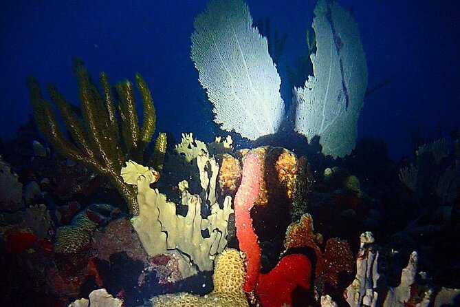 Sunset on the Water + Night Snorkeling with Guide in St. Thomas - Why a St. Thomas night snorkel feels different