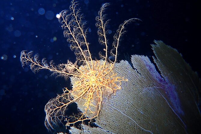 Sunset on the Water + Night Snorkeling with Guide in St. Thomas - Arriving at Aqua Marine Dive Center at 5:30 p.m.
