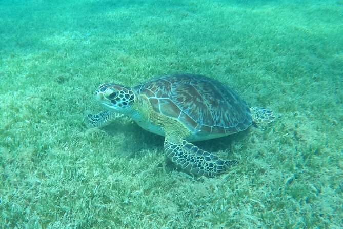 The Frederiksted St. Croix Sea Turtles Snorkeling Tour - Entering the water from the rocky cove