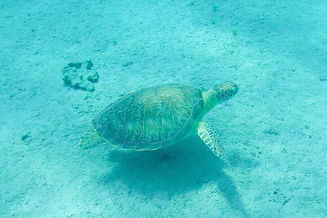The Frederiksted St. Croix Sea Turtles Snorkeling Tour - Is $89 a fair price?