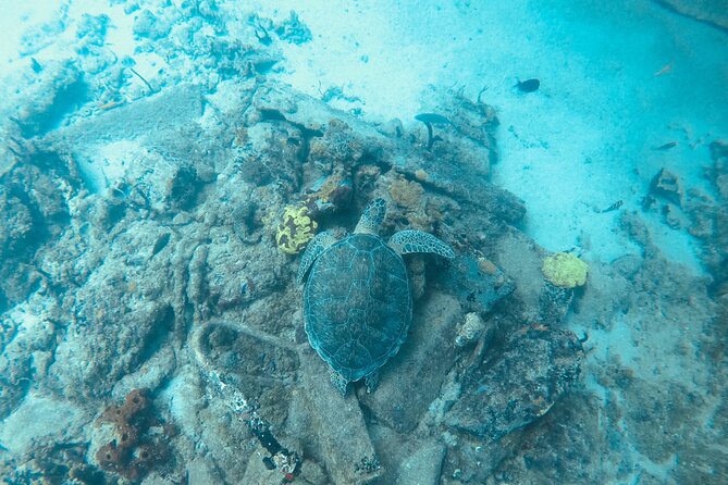 The Frederiksted St. Croix Sea Turtles Snorkeling Tour - Who should book this snorkeling tour?