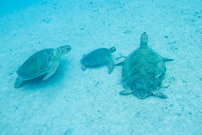 The Frederiksted St. Croix Sea Turtles Snorkeling Tour - Watching Hawksbill and Green Sea Turtles