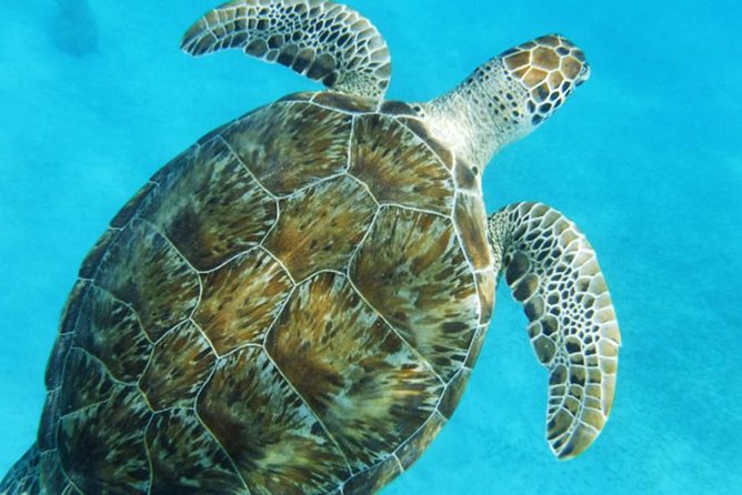 Turtle Cove Catamaran Snorkel and Sail at Little Buck Island STT - Is $119 a fair price?