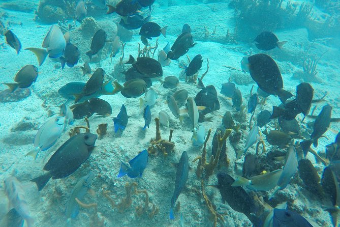Turtle Cove Catamaran Snorkel and Sail at Little Buck Island STT - Timing, cruise ships, and group size