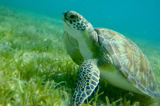Turtles, Pizza Pi & Sunset trip - Christmas Cove: protected water and Pizza Pi